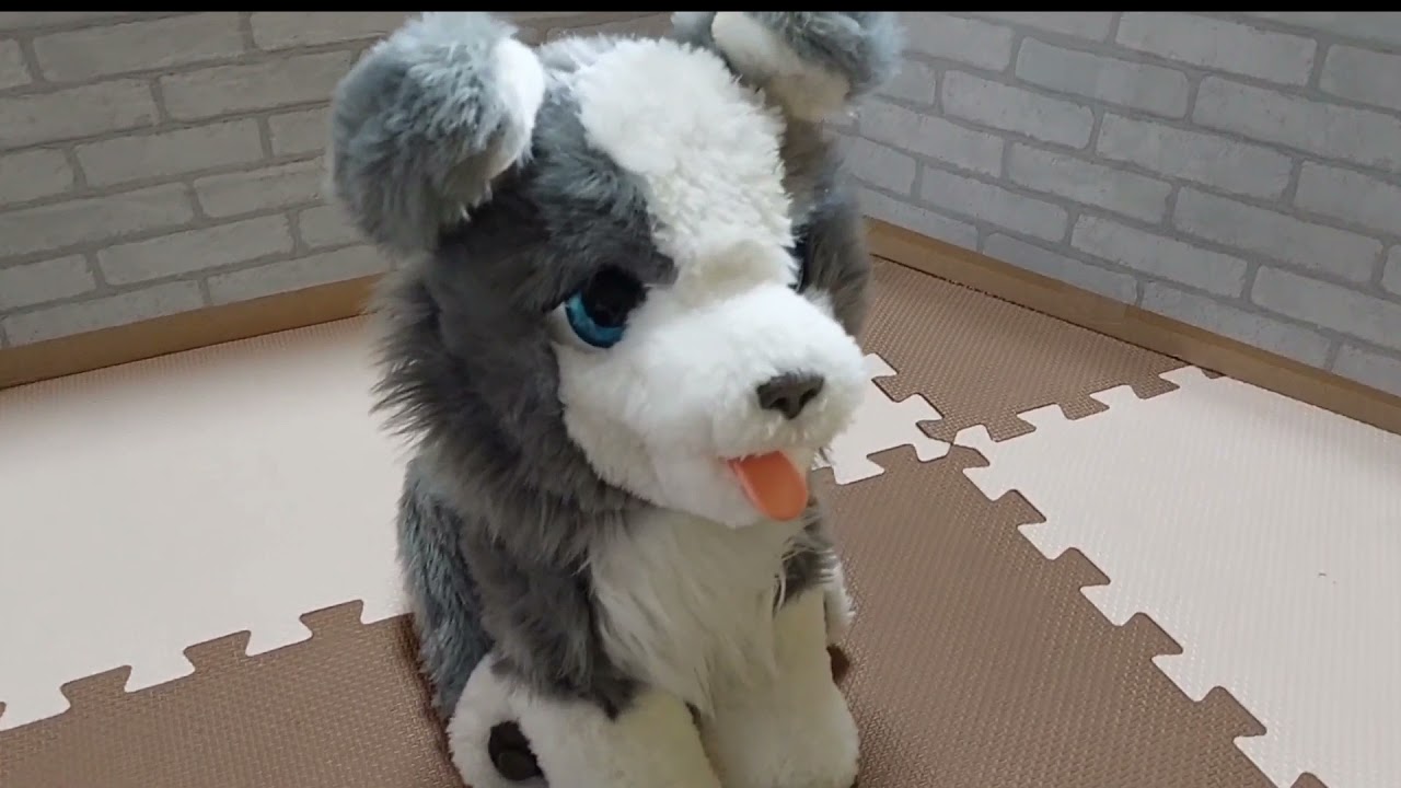 愛犬子犬のリッキーのおもちゃで遊んだよ！