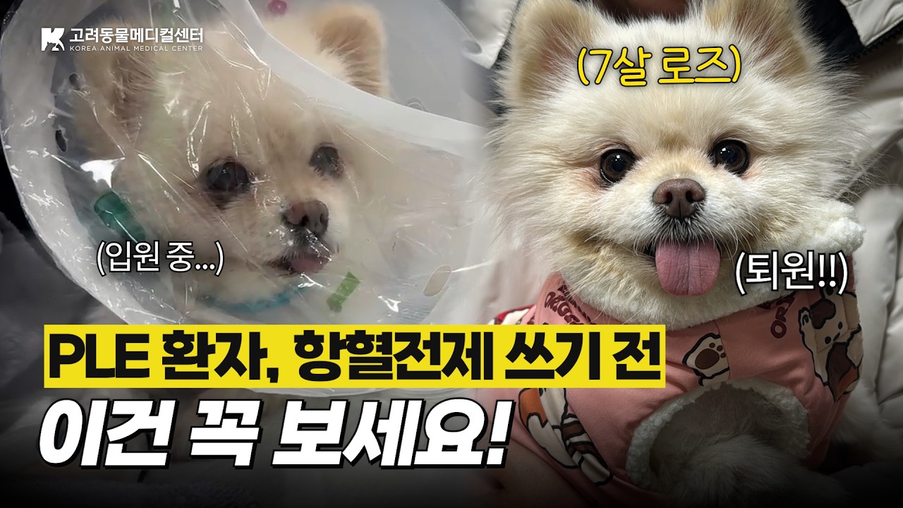 항혈전제 쓰기 전 출혈 위험을 꼭 확인하세요⚠️ #PLE #항혈전제 #강아지혈액관리 #포메라니안 #동물병원