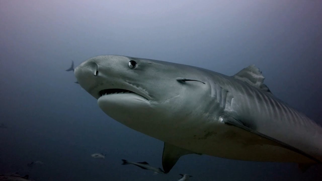 The Best Shark Dive In The World - Beqa Lagoon Fiji