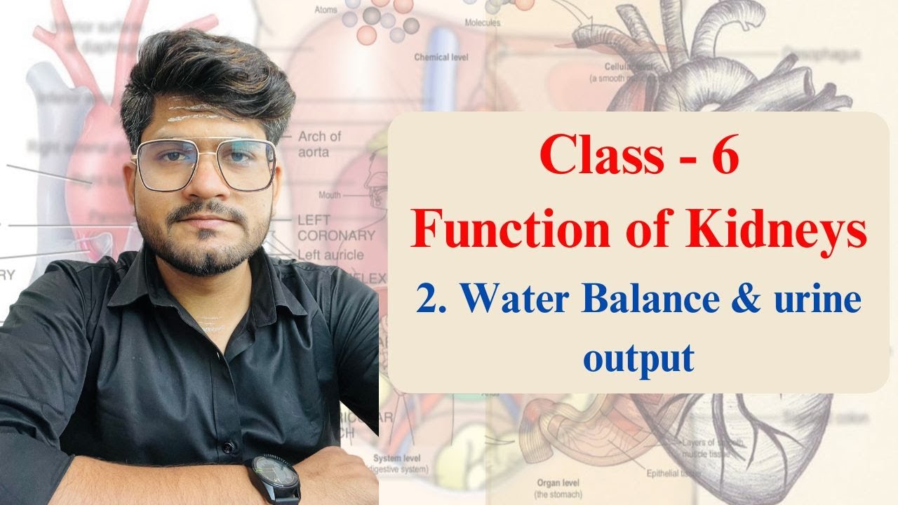 Water Balance & urine output | Class - 6 | 