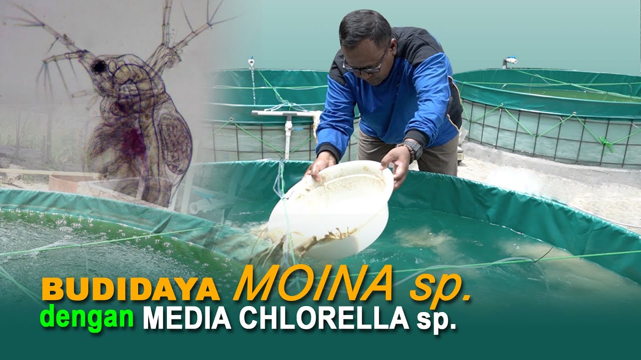 Budidaya Moina sp. dengan Media Chlorella sp.
