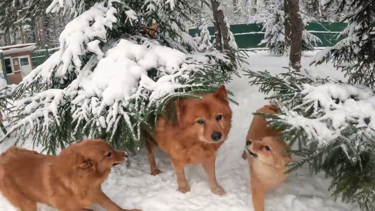 С Новым 2026 Годом, дорогие любители КАРЕЛО-ФИНСКИХ ЛАЕК! :: Happy New Year for FINNISH SPITZ FANS!