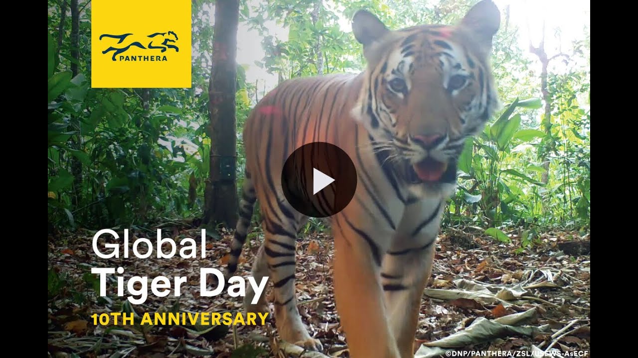 Global Tiger Day 2020: New Thailand Tiger Footage