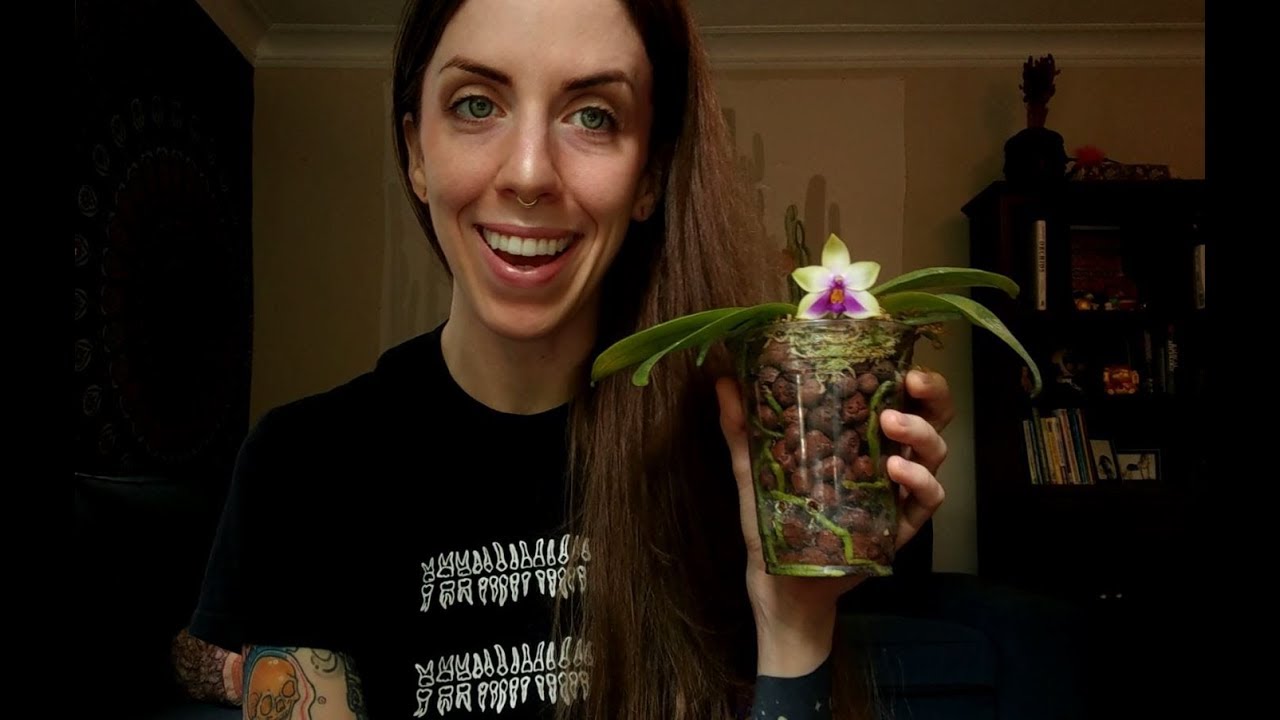 Three species phalaenopsis orchids in bloom - bellina, pulchra, and regneiriana