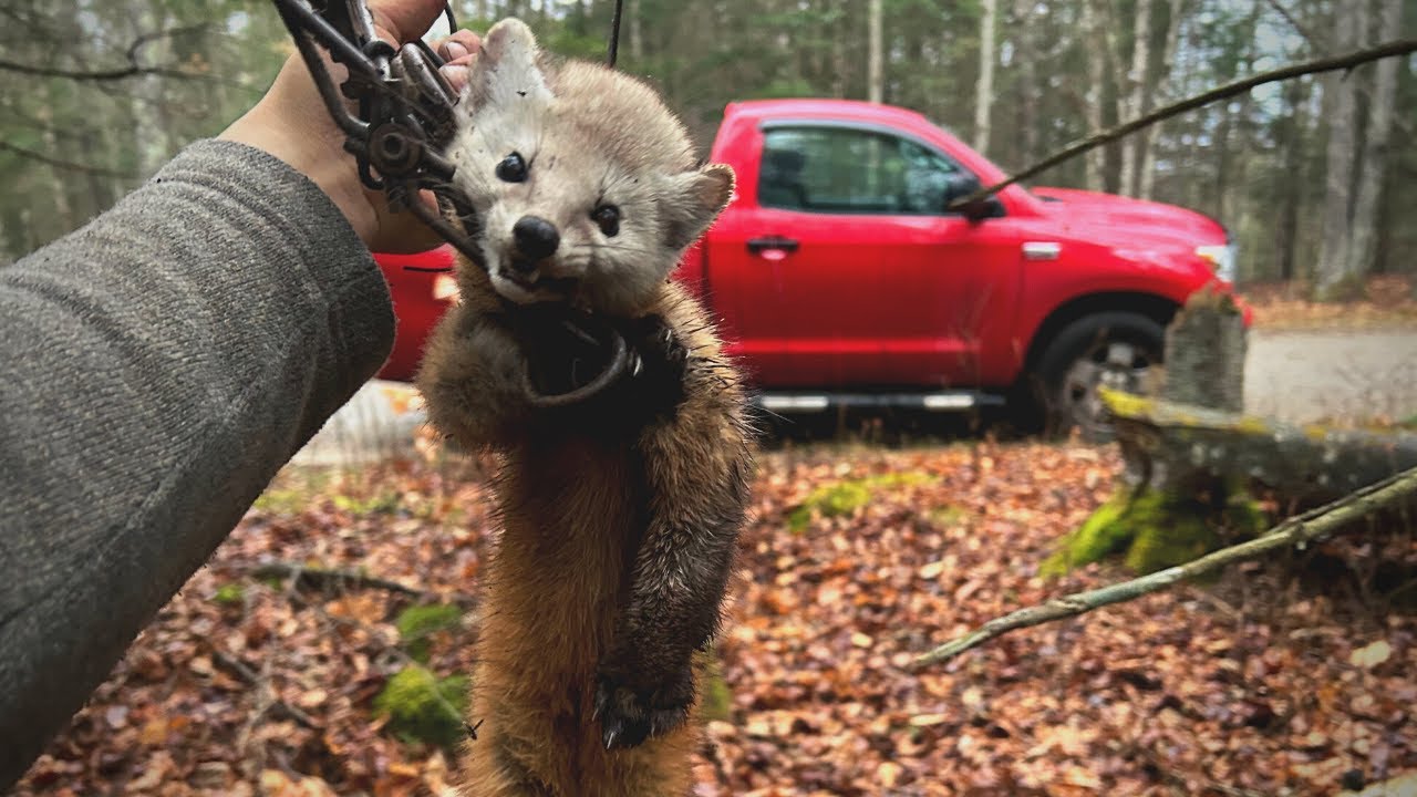 Fisher & Marten Trapping in Northern NY Part 2