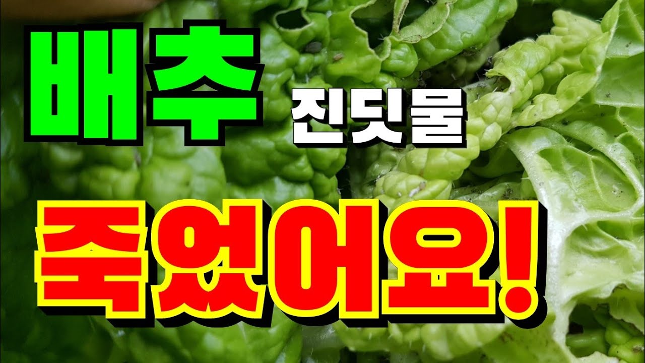 배추진딧물 없애는 방법,수확앞둔 배추 진딧물 방제,배추진딧물 천연살충제,배추진딧물제거