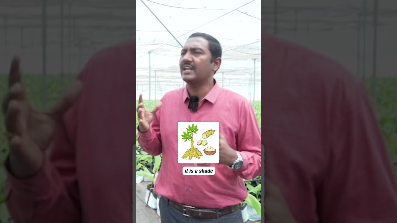 Традиционная куркума против гидропонной куркумы | #шорты