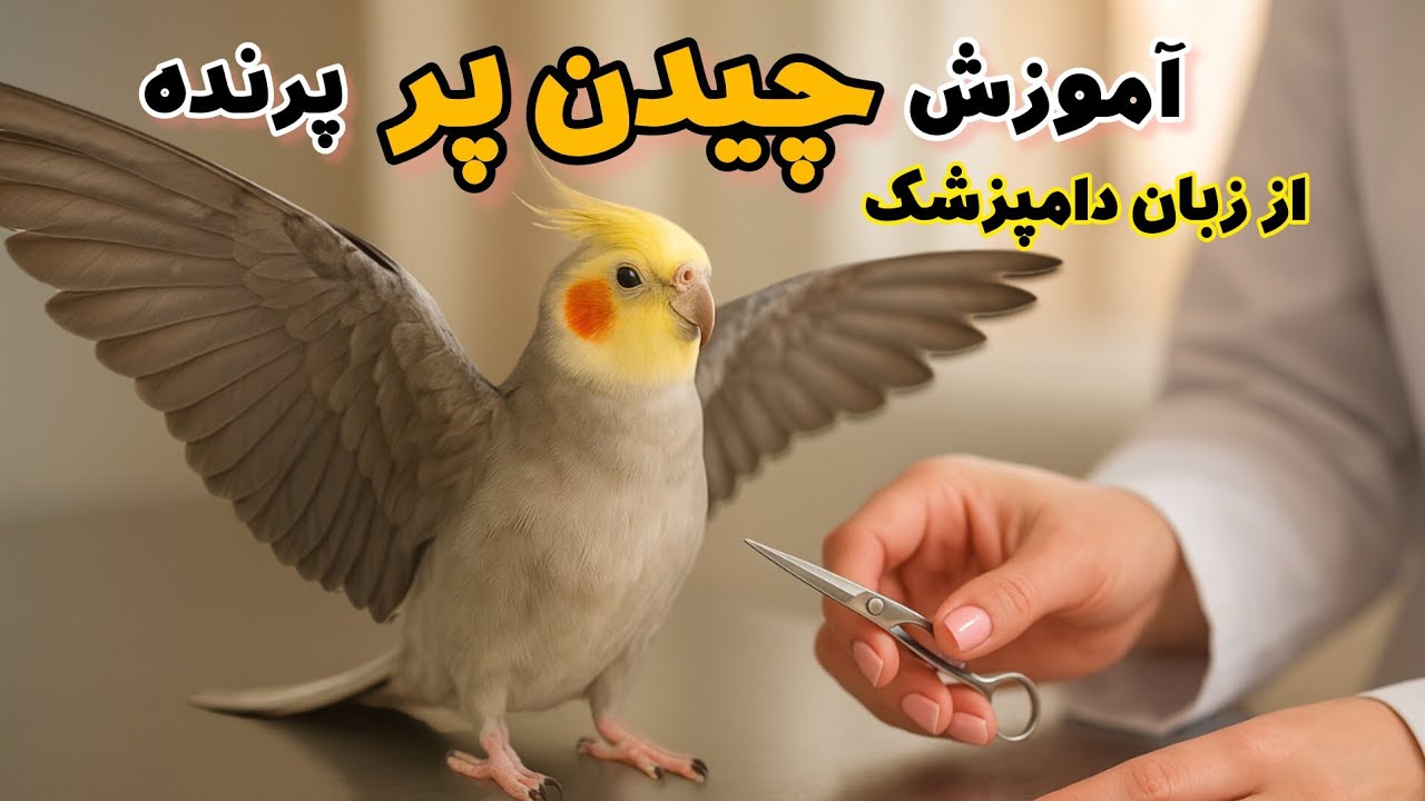 اموزش چیدن پر پرنده | How to Clip your parrot's wing