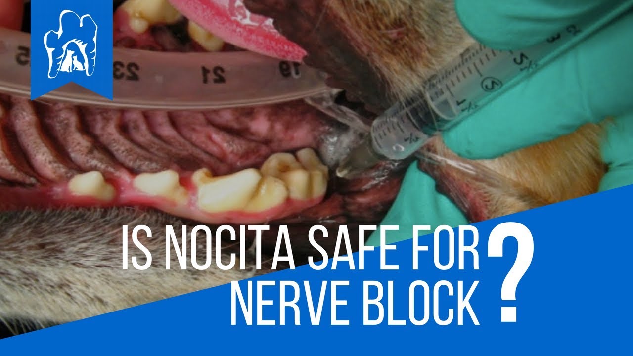 Is Nocita Safe for Nerve Block? | Veterinary Dentist  REVEALS Answer
