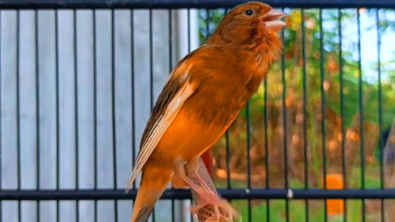 تغريد طائر كناري جبار يحفز الذكر ويهيج الأنثي لتزاوج قمة الابداع لتسميع الفراخ | CANTO DO CANÁRIO