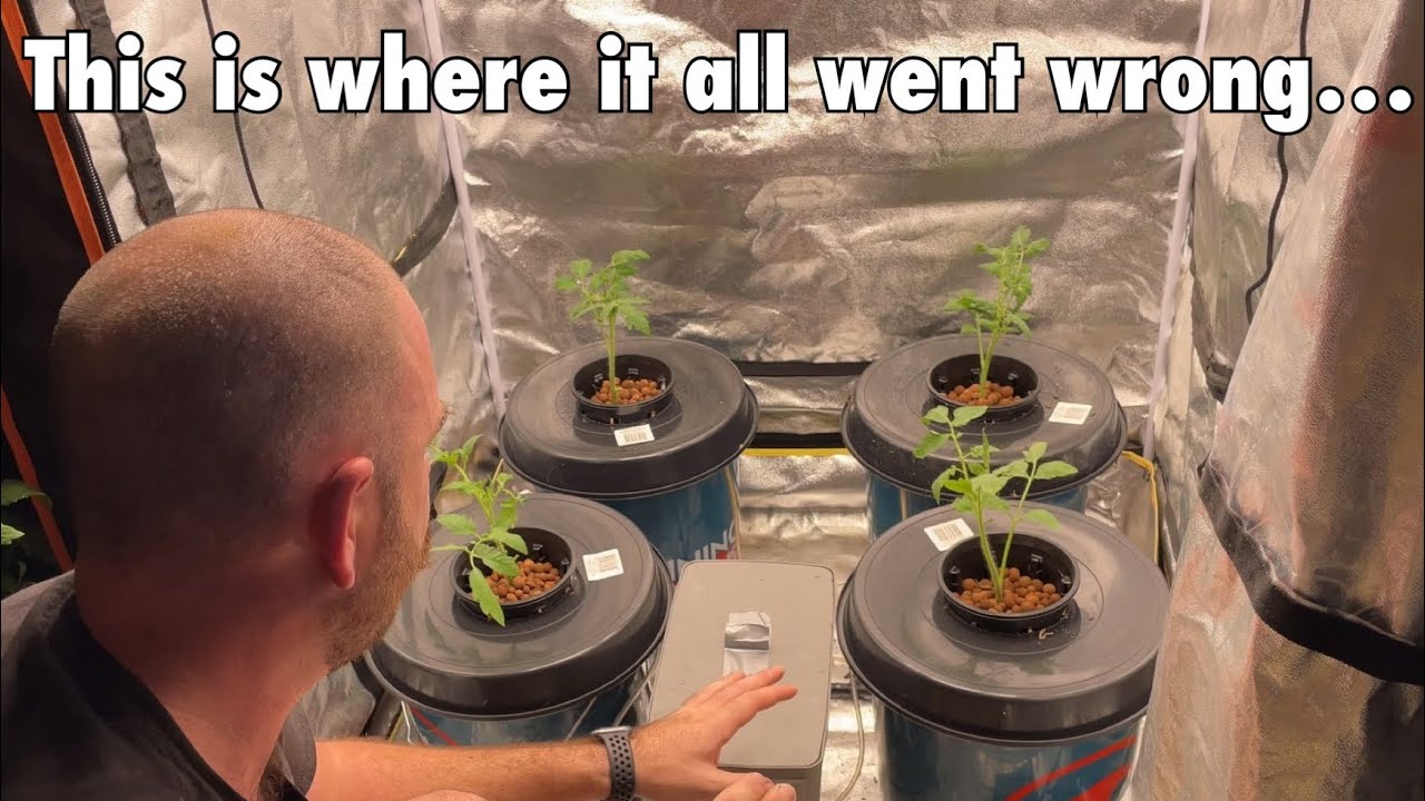 Failing at Deep Water Culture Hydroponic Tomatoes