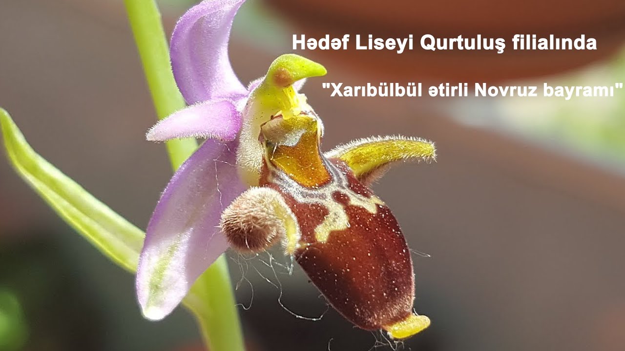 Xarıbülbül ətirli Novruz bayramı