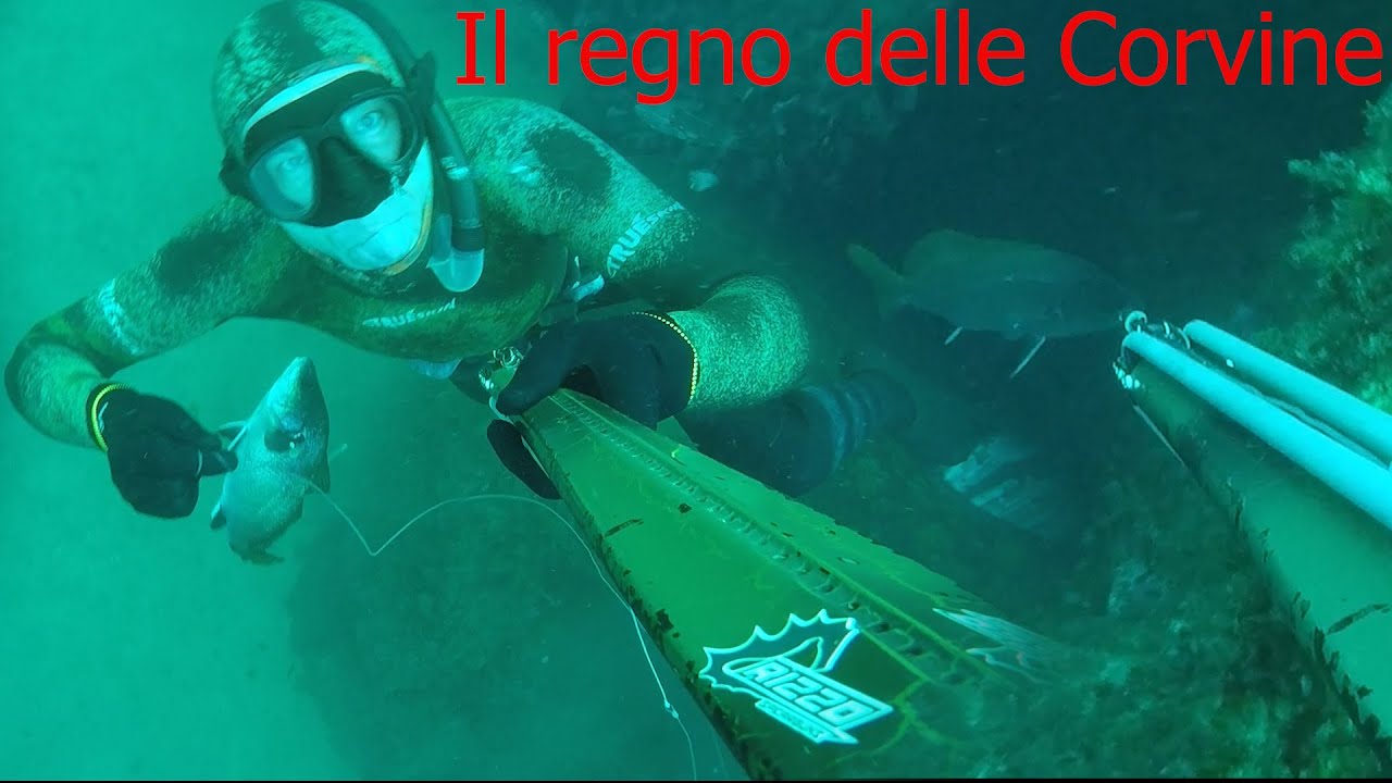 Il regno delle corvine