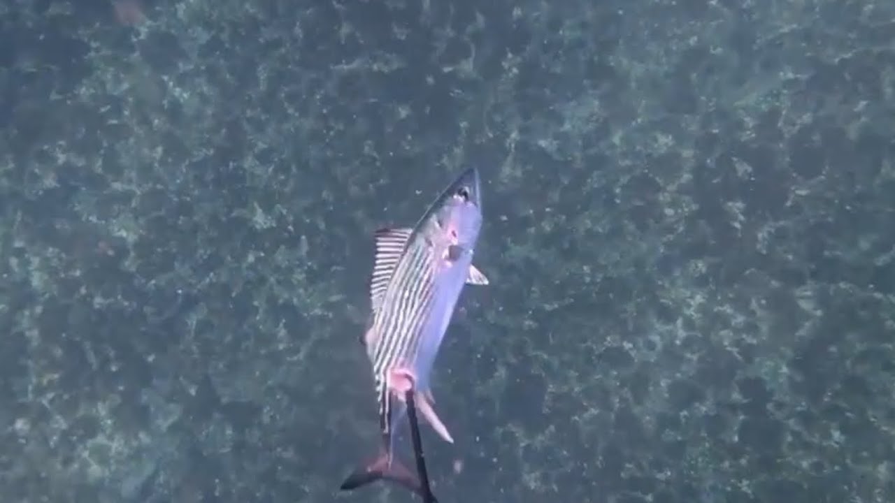 Spearfishing Bontio Catch & Cook 