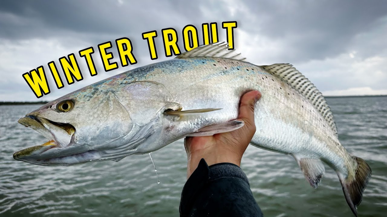 Searching for Huge Fat Gator Trout!!!