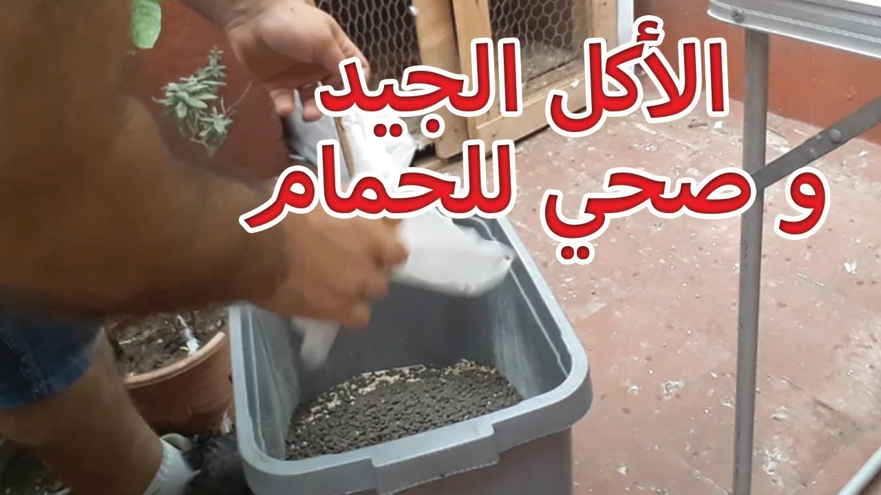الأكل الجيد و صحي للحمام
