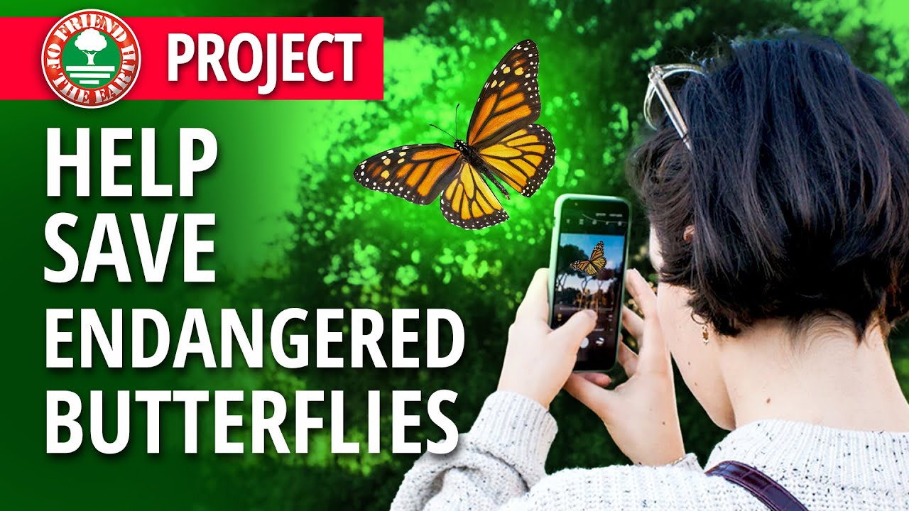 Save the Butterflies - Conservation Project | Friend of the Earth
