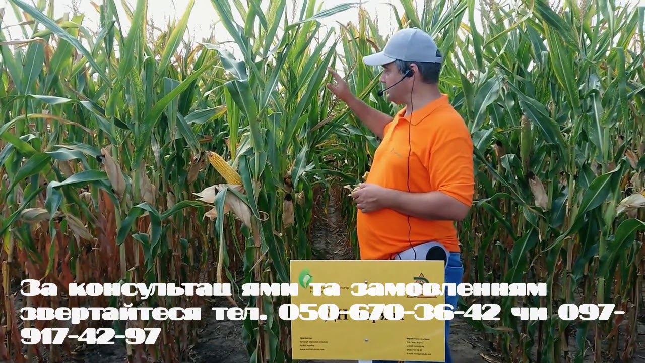 Кукурудза ДН Зоряна (Рост Агро)