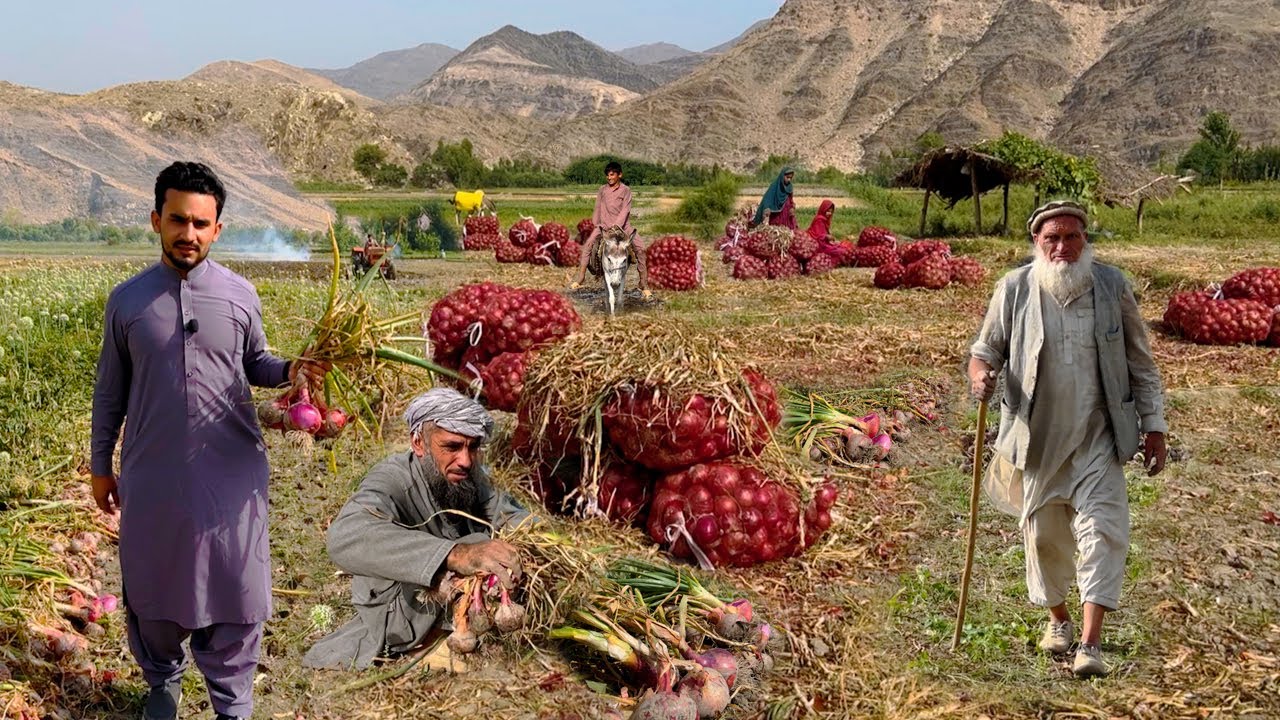 Afghan onion | Kozkunar Nangarhar | افغان کلچه پیاز