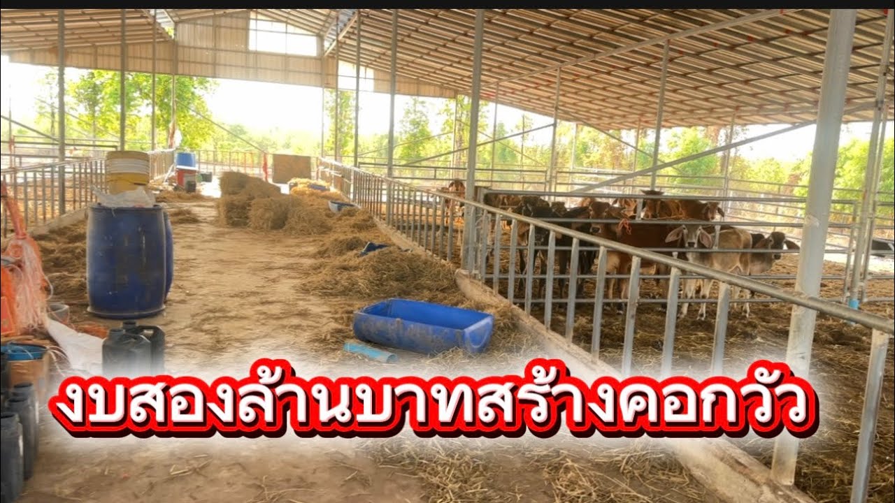 ลุงวิมลส่งอาหารวัวพาชมฟาร์มเงินล้านบ้านนาล้อม
