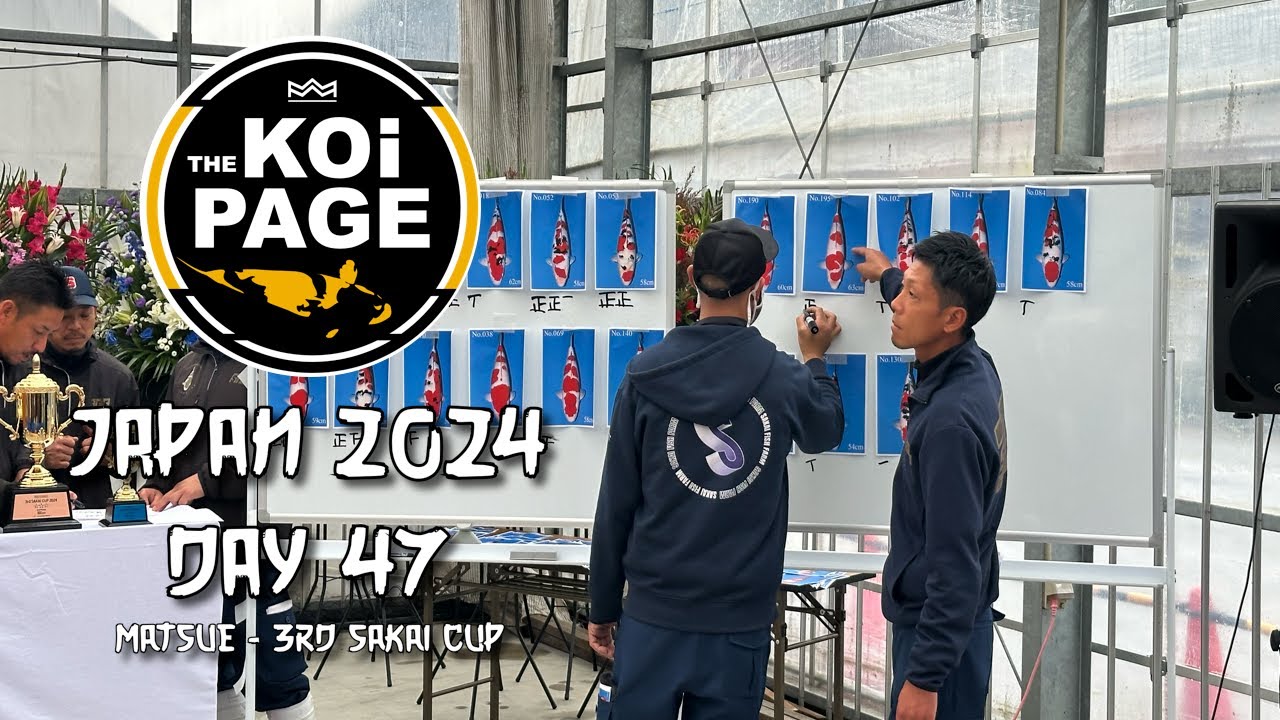 TheKoiPage | Japan Day 47 | Matsue - 3rd Sakai Cup |