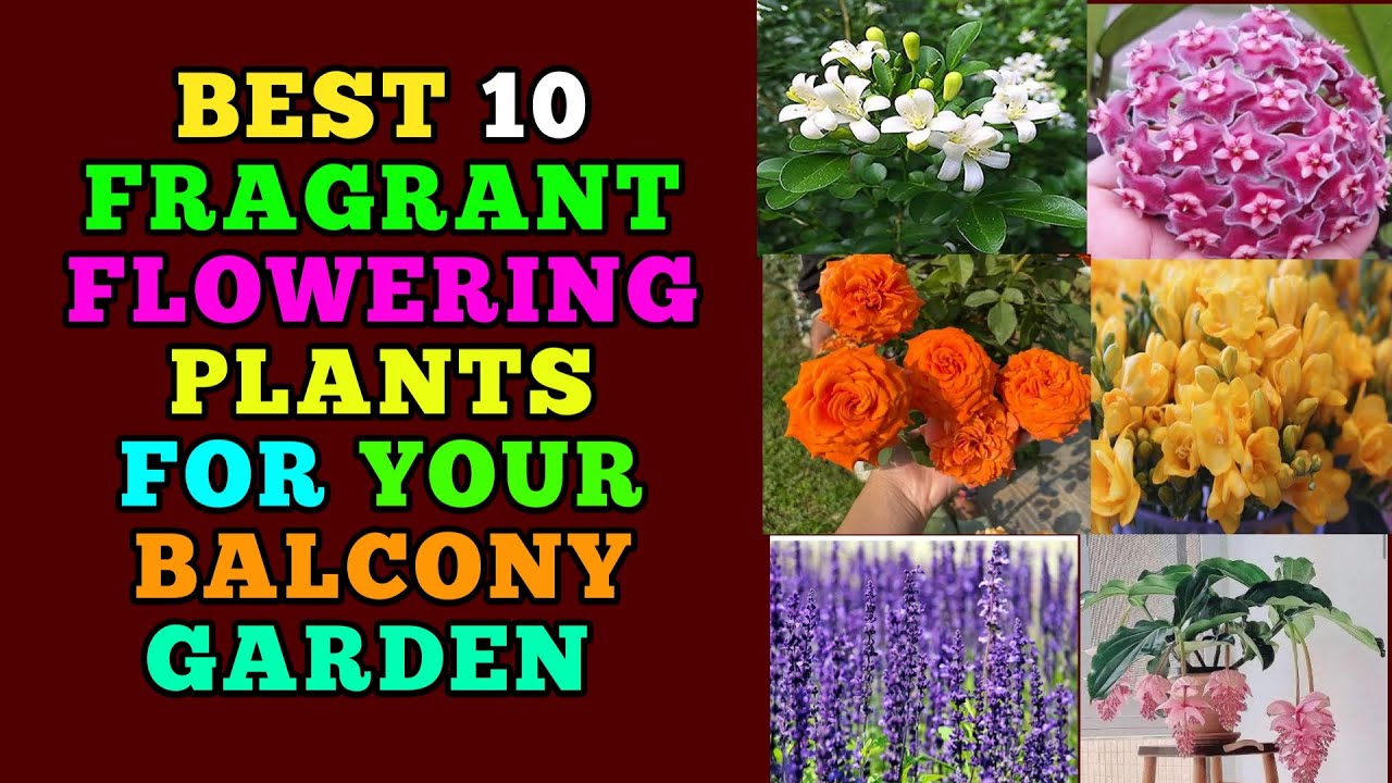 Best 10 Fragrant Flowering plants for your home garden