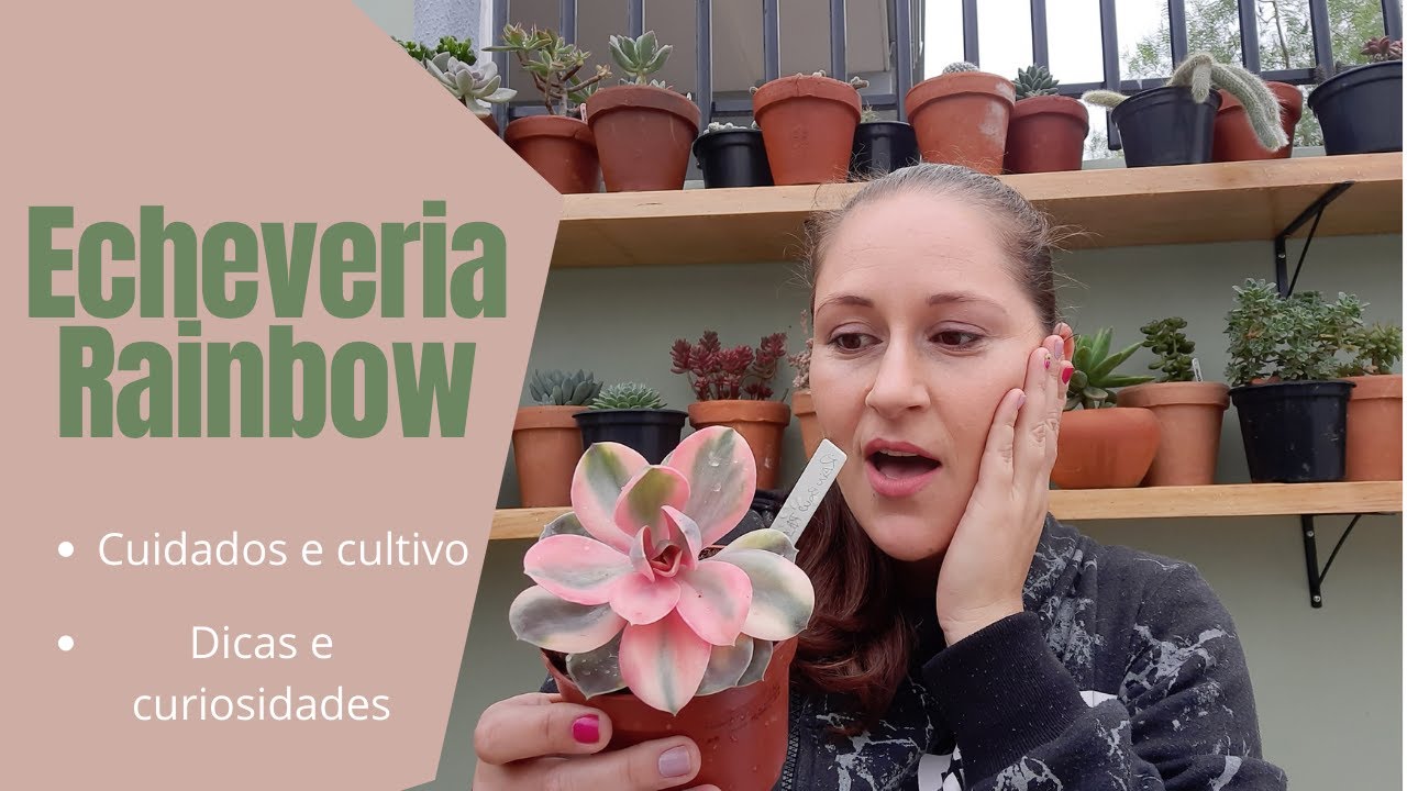Echeveria Rainbow  // Como cultivar?   DICAS, CUIDADOS E CULTIVO