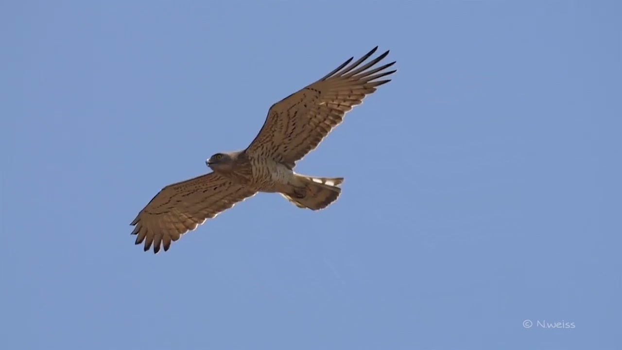 Short toed snake eagle Hunt