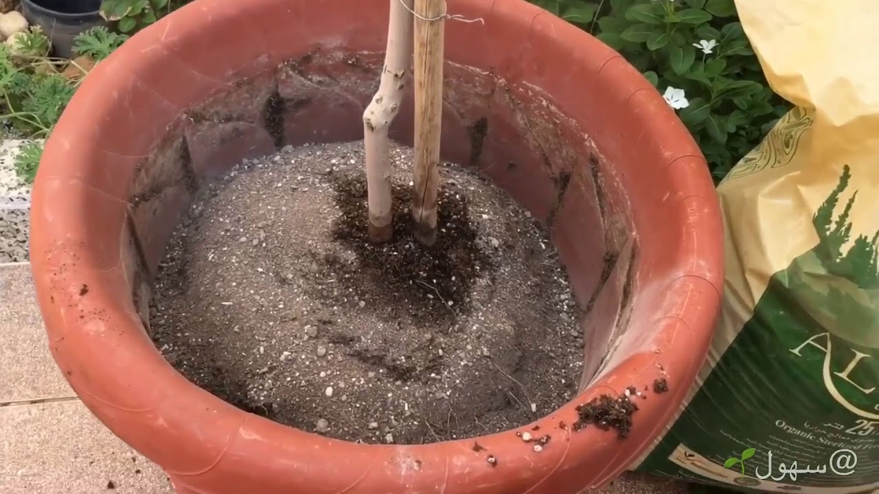 الخدمة الشتوية السنوية للأشجار المزروعة بالأحواض ( الأصيص ) .. التسميد العضوي