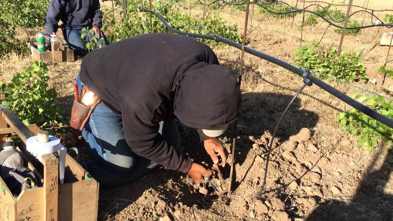 Grafting Day