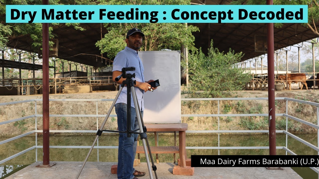 Understanding the Concept of Dry Matter Feeding in Cows || Maa Dairy Farms, Barabanki (U.P.)