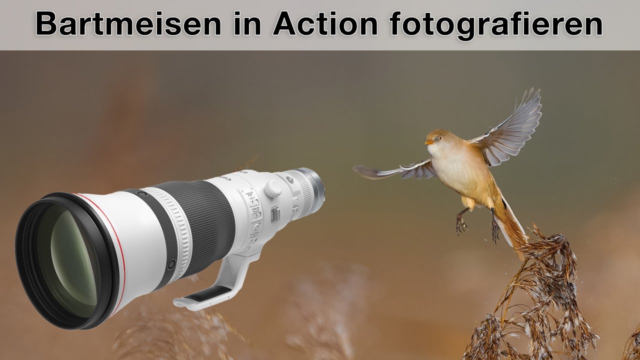 Bartmeisen im Flug fotografieren - Gelingt mir das Foto?
