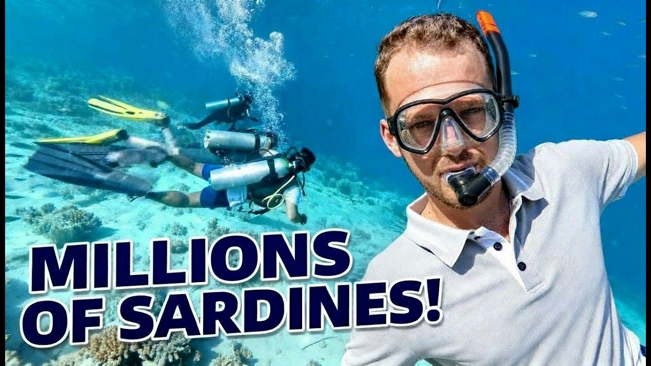 PHENOMENAL Moalboal Sardine Run (WORTH IT!)