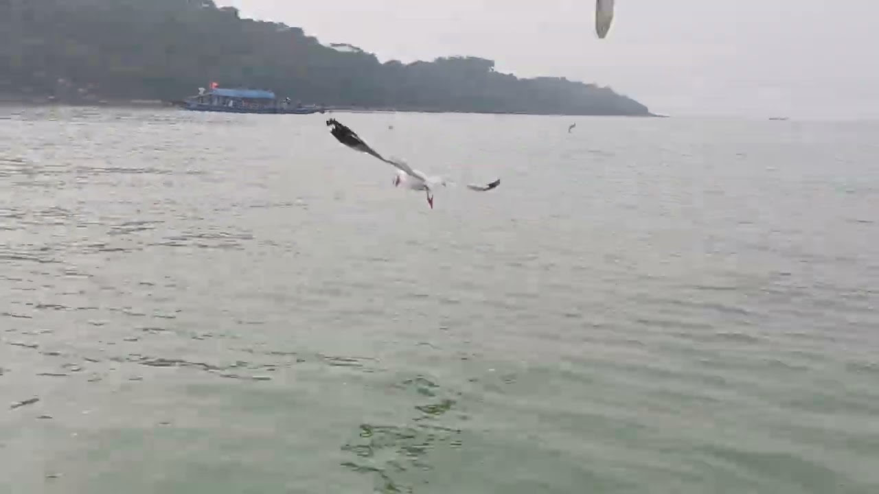 Kalijai journey | Odisha Tourism | Chilika Lake | Bird santury
