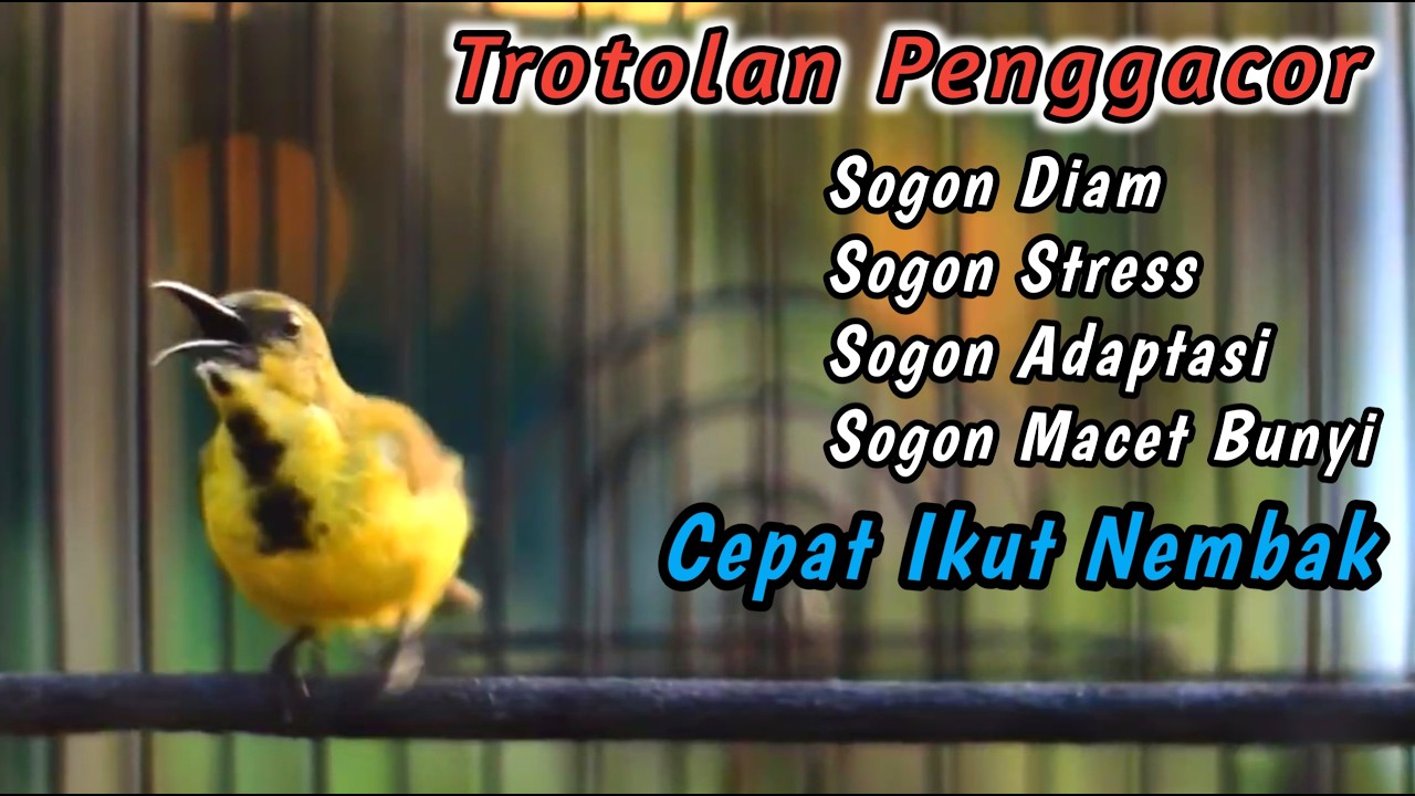 SOGON NGRIWIK NEMBAK PENGGACOR AMPUH UNTUK SEMUA SOGON‼️PANCINGAN TERCEPAT SOGON BAHAN IKUTAN NEMBAK