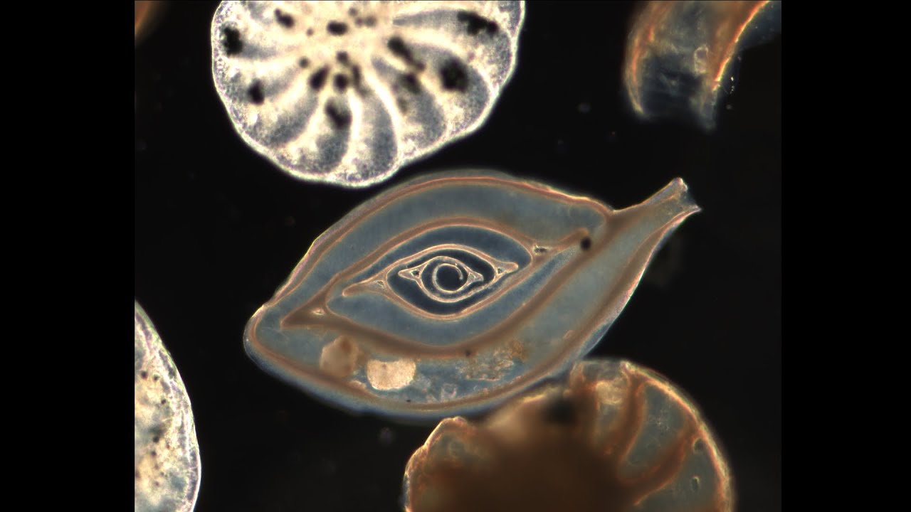 D'Arcy Thompson and the Spirals of the Foraminifera