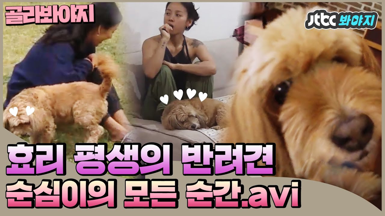[골라봐야지] 이효리(lee hyo ri) 평생의 반려견 순심이.. 엄마 껌딱지라서 카메라에 자주 나와♥ #효리네민박 #JTBC봐야지