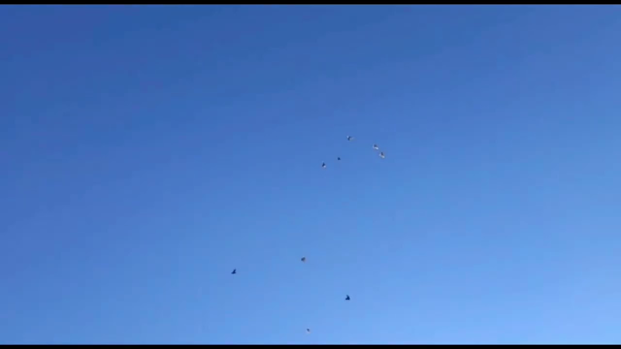 Гон молодёжь Ленинаканских голубей города Благовещенск заводчик Армен