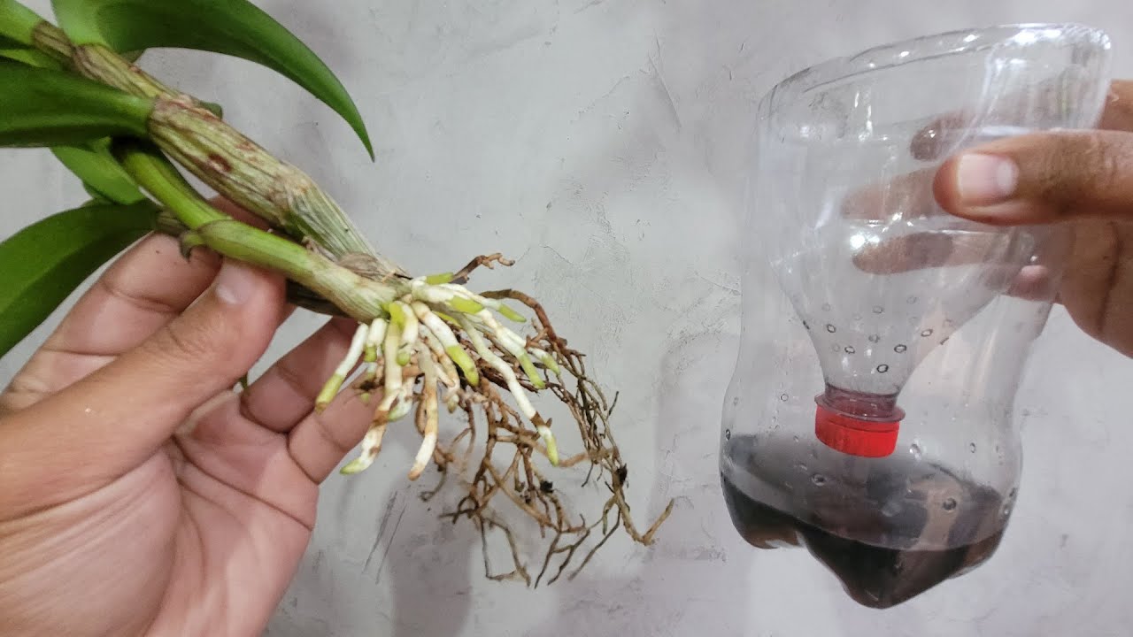 USE APENAS 1 GARRAFA PET ENRAIZA E SALVA QUALQUER ORQUÍDEA!