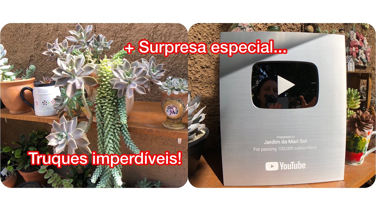 DICAS ESSENCIAIS para o cultivo da SUCULENTA Rabo de Burro - Sedum Morganianum e Burrito