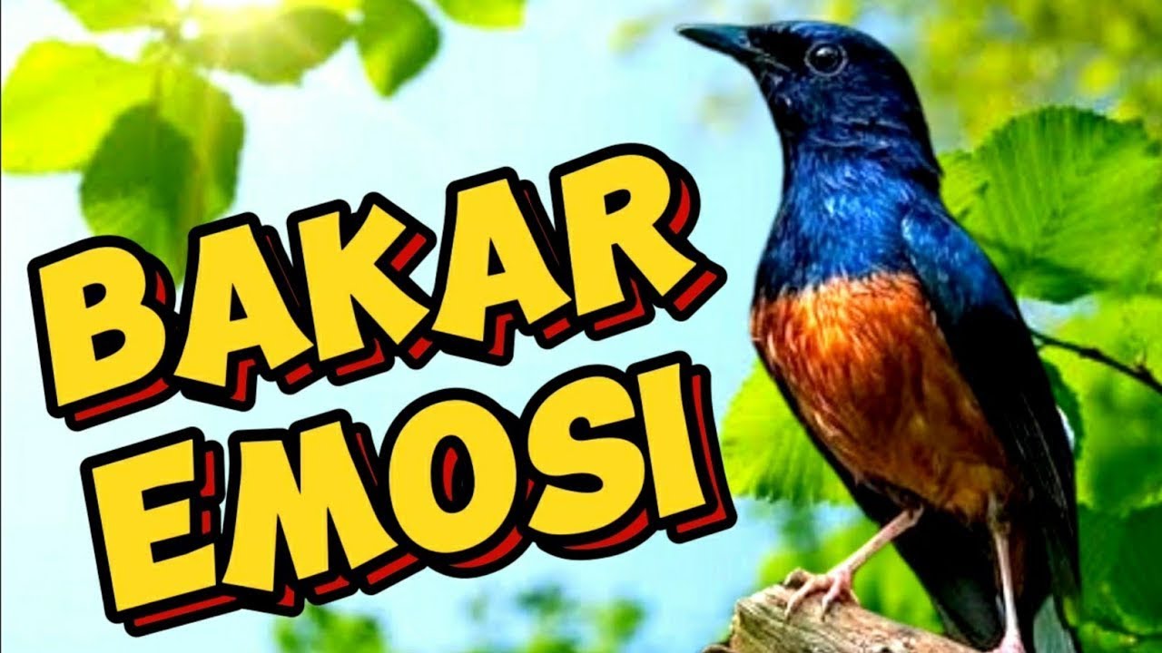Bakar emosi tercepat ! Murai apapun pasti ikut gacor jadi bongkar isian