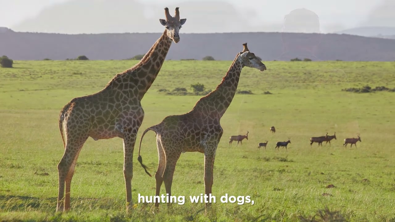 Anti-Poaching (Observation Posts)