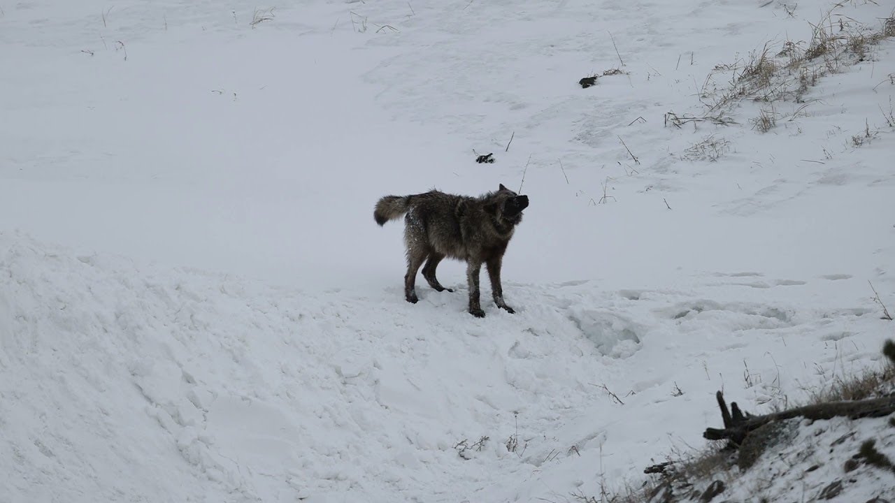 Wyoming Wolf Pack Shares Some Shenanigans || ViralHog