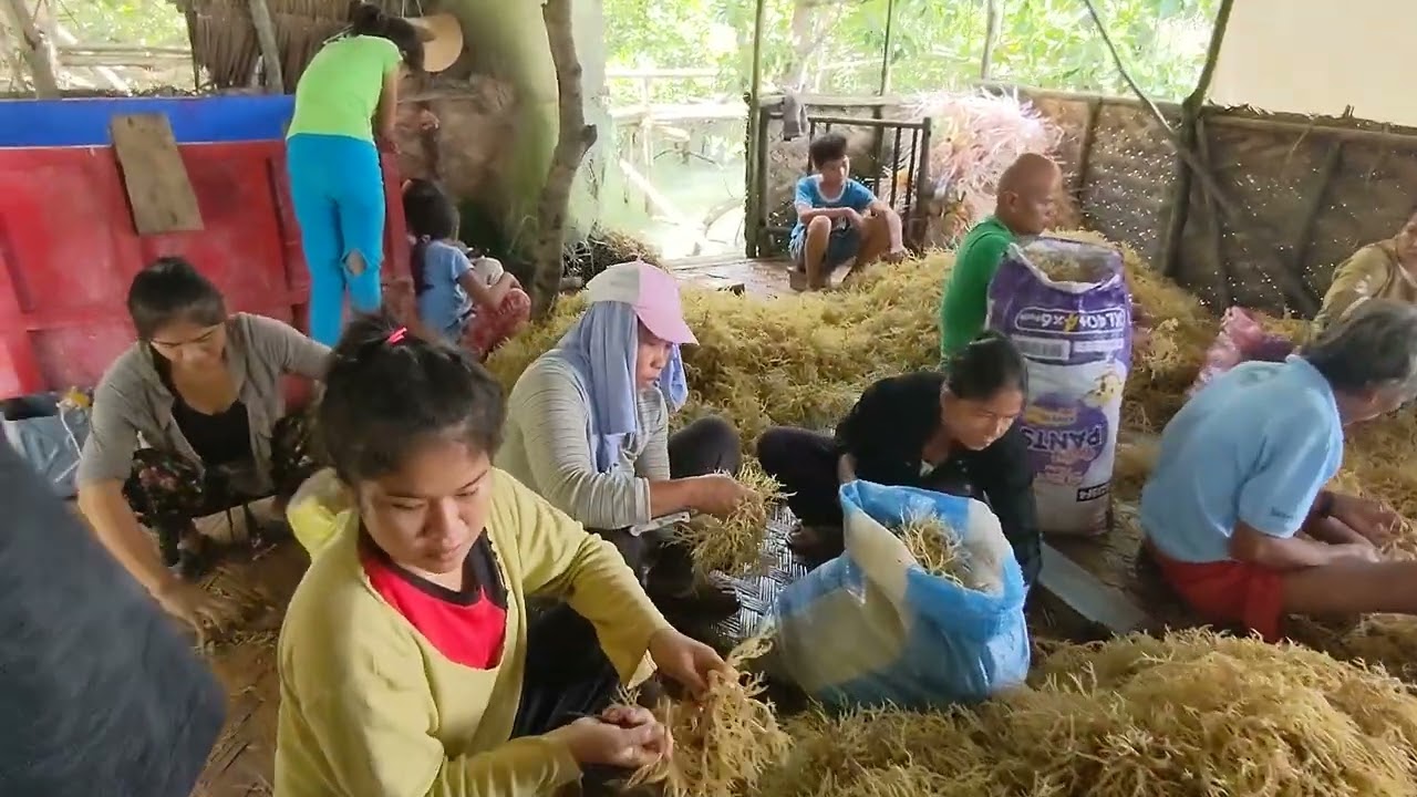 HOW TO PREPARE THE SEAWEED OR AGAR- AGAR. JACKPOT TALAGA ANG HARVEST NAMIN