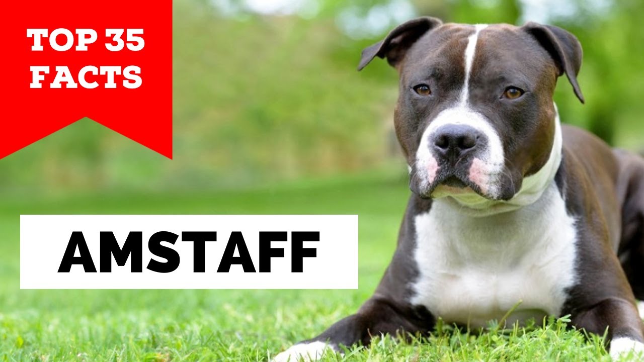 99% владельцев AmStaff этого не знают