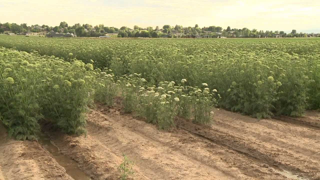 IEOSA - Carrot Seed 4