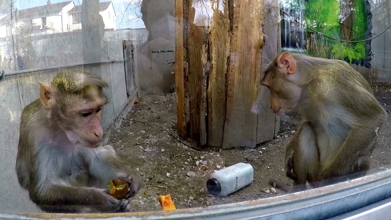 Zoo Wasserstern in Ingolstadt in Coronazeiten besucht!
