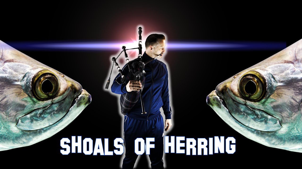 Shoals of Herring on bagpipes