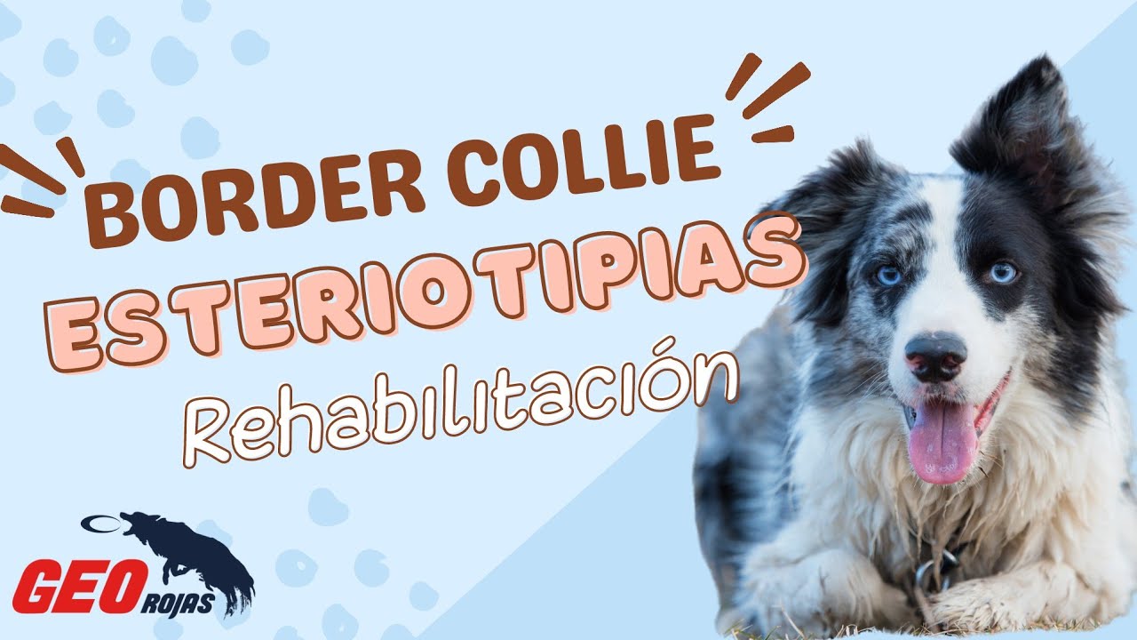 Rehabilitación de ESTERIOTIPIAS en BORDER COLLIE // obsesion con sombras y miedo a sonidos fuertes