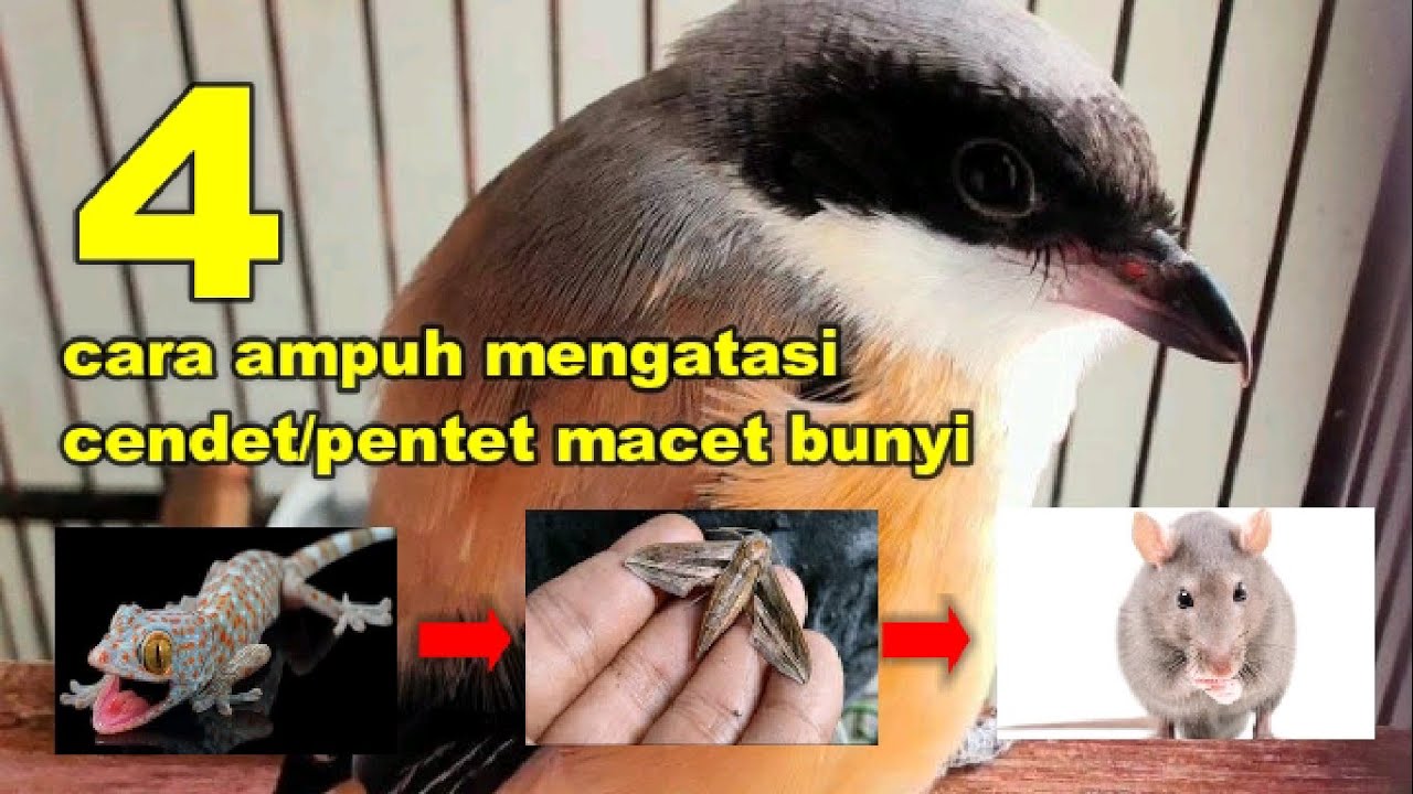 cara ampuh mengatasi cendet / pentet macet bunyi